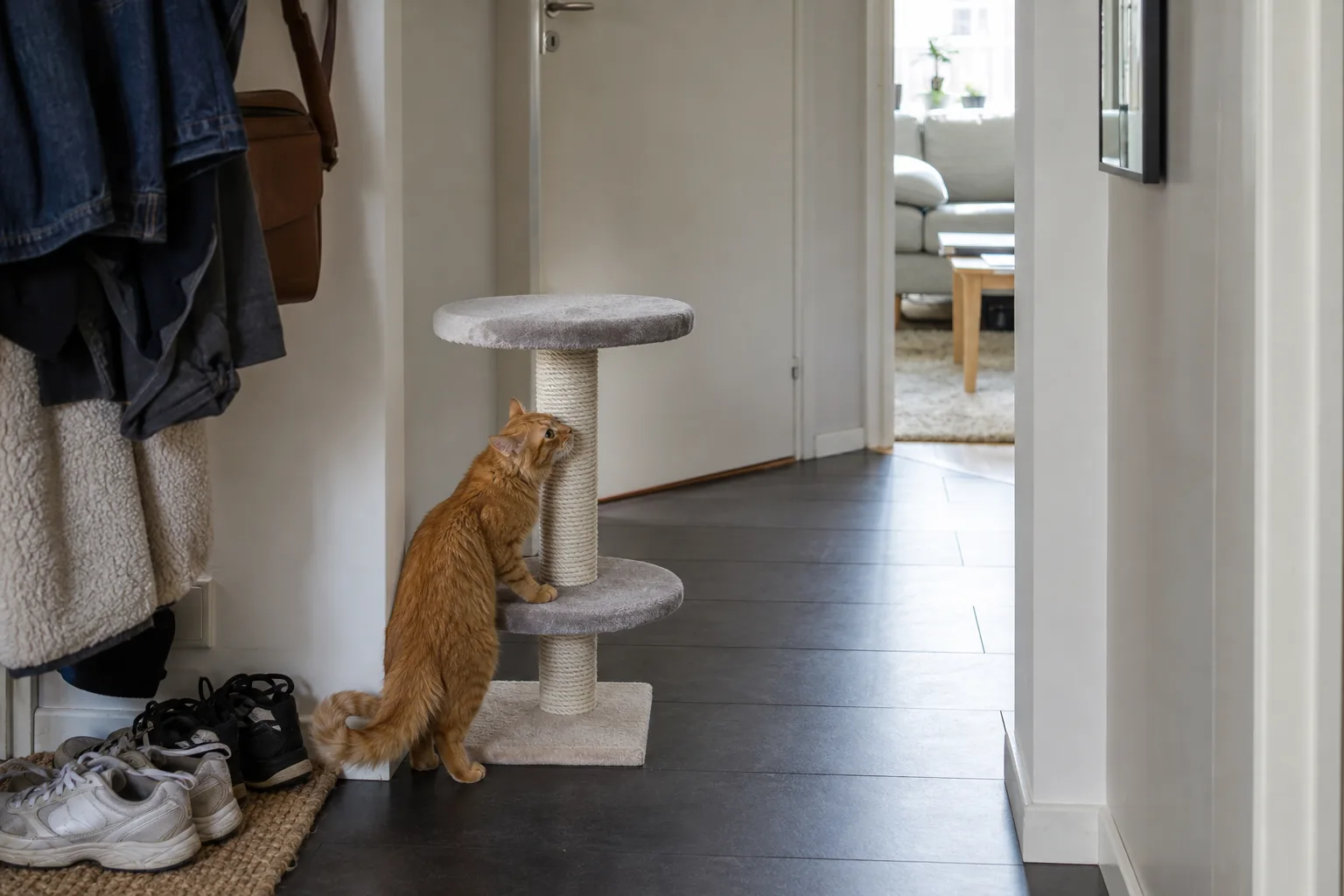 Röd katt kliver upp på en enkel klöspelare i hallen en molnig dag